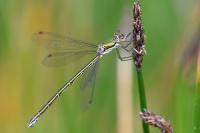 Lestes virens