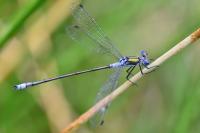 Lestes sponsa