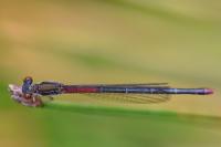 Ceriagrion tenellum