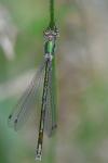 Lestes virens