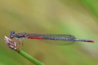 Ceriagrion tenellum