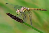 Sympetrum striolatum