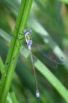 Lestes sponsa