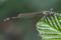 Ischnura elegans