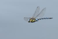 Aeshna mixta
