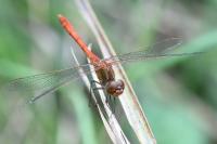 Sympetrum meridionale