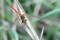 Sympetrum meridionale