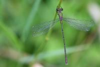 Chalcolestes viridis