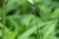 Chalcolestes viridis