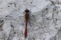 Sympetrum sanguineum