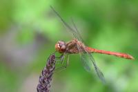 Sympetrum meridionale