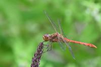 Sympetrum meridionale