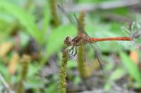 Sympetrum meridionale
