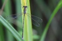 Lestes barbarus