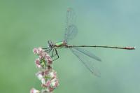 Chalcolestes viridis