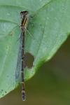 Enallagma cyathigerum