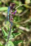 Enallagma cyathigerum
