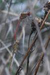 Sympetrum meridionale