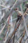 Sympetrum meridionale