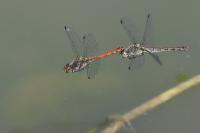 Sympetrum striolatum