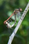 Sympetrum striolatum
