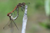 Sympetrum striolatum
