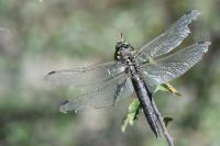 Orthetrum cancellatum