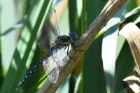 Aeshna mixta