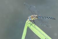 Aeshna mixta