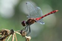 Sympetrum sanguineum