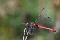 Sympetrum sanguineum