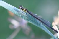 Ischnura elegans