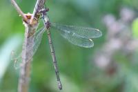 Chalcolestes viridis