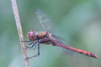 Sympetrum striolatum