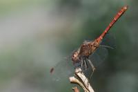 Sympetrum meridionale
