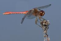 Sympetrum meridionale