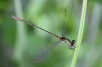 Chalcolestes viridis