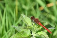 Sympetrum sanguineum