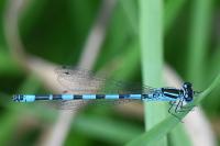 Coenagrion mercuriale