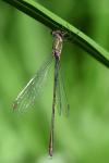 Chalcolestes viridis