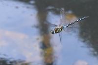 Aeshna mixta