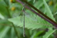 Lestes barbarus