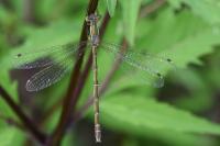 Lestes barbarus