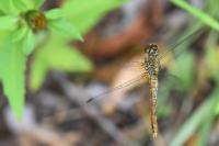 Sympetrum sanguineum