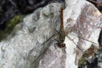 Sympetrum sanguineum
