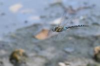 Aeshna mixta