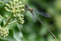 Chalcolestes viridis