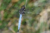 Orthetrum coerulescens