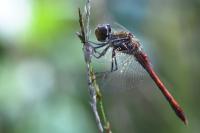 Sympetrum striolatum