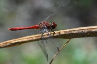 Sympetrum sanguineum